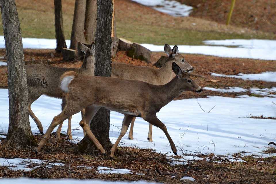 Back 40 Deer Hunting Edges