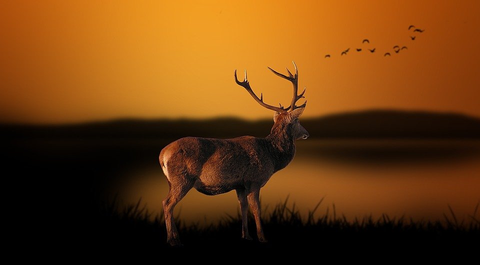 Back 40 Deer Hunting